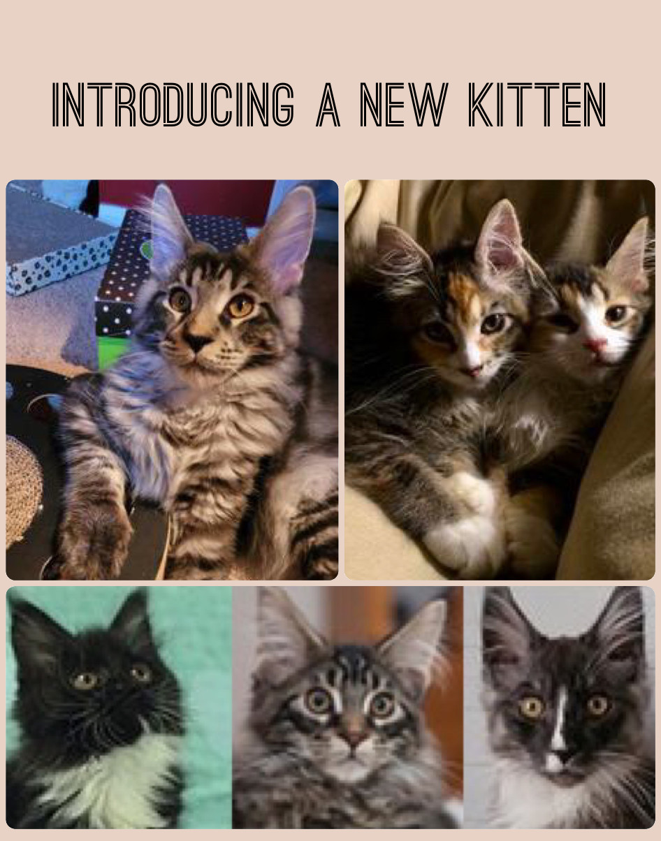 Introducing a New Kitten introducing a new kitten