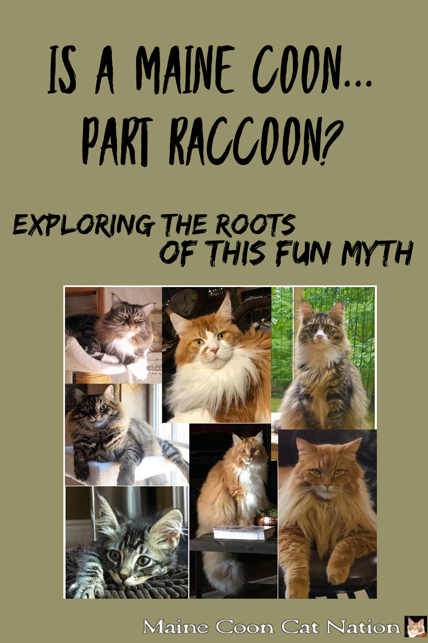 Is a Maine Coon Cat Part Raccoon? (Can They be Related?)