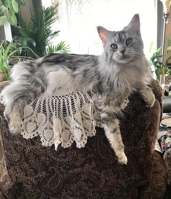pretty longhaired silver maine coon cat
