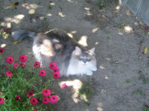 Isabella
