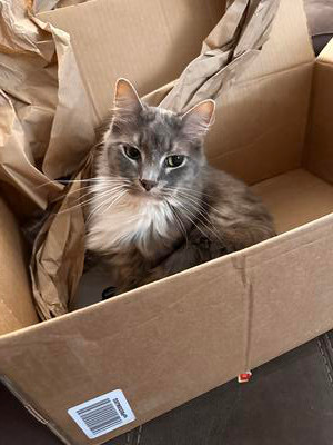 handsome grey and white maine coon mix in a cardboard box.