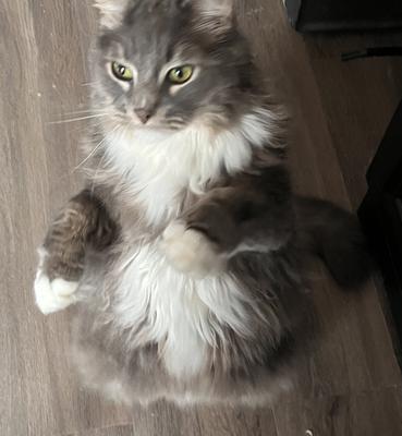 Isak Michael maine coon mix up on hind legs.