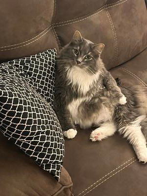 grey and white maine coon mix lounging on couch.