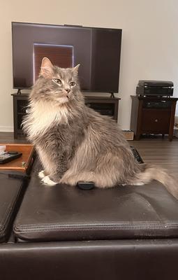 grey and white maine coon mix posing sitting on ottoman.