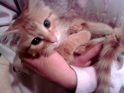 little ismene