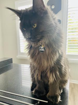 handsome big dark maine coon male.