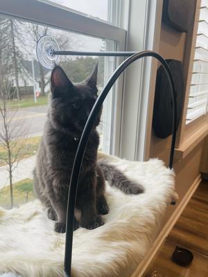 handsome big dark maine coon male.