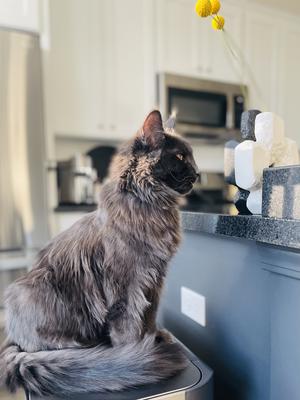 handsome big dark maine coon male.
