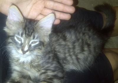 Izzy