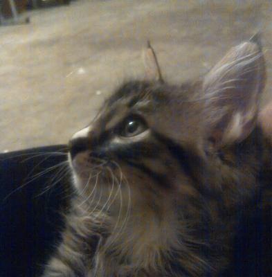 Izzy