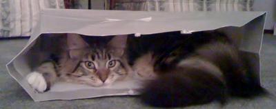 Izzy playing