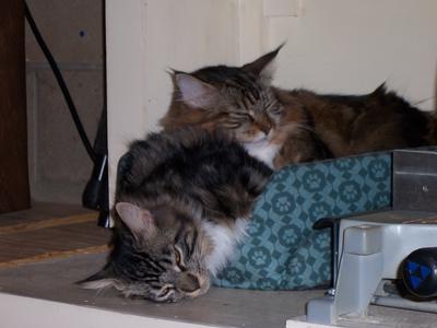 two tabby maine coons crowded into a cat bed together.