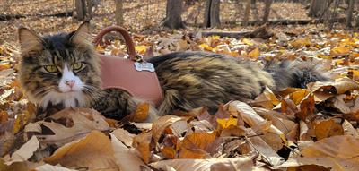 maine coon cat in a harness laying on a pile of fall leaves