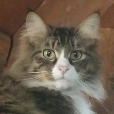 tabby with white maine coon face.