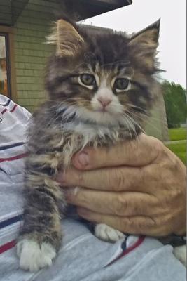 tabby with white maine coon kitten on man's lap.