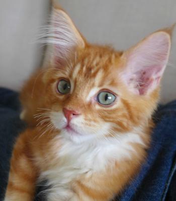 Jack