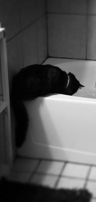 black cat leaning in tub