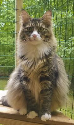 Jack tabby with white maine coon cat sitting inside a catio with trees in the background.