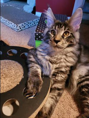 Jackson classic brown tabby maine coon kitten surrounded by toys.