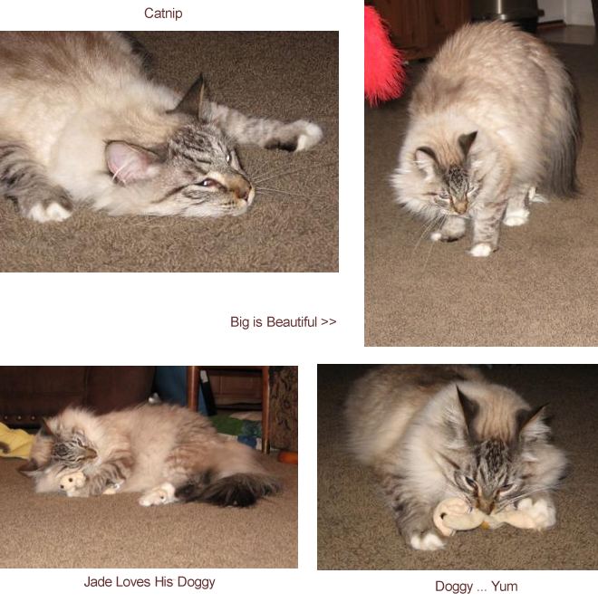 four photos of jade the cat