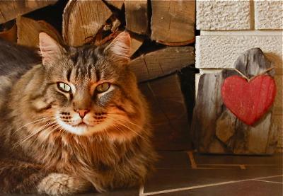 jake the brown classic tabby maine coon lounging by the fireplace