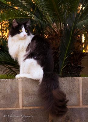 purebred black and white maine coon