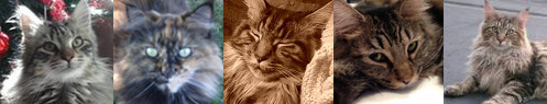collage of five maine coon cats