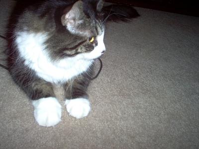 Jarvis