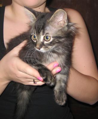 maine coon mix kitten