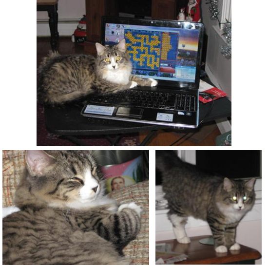 jasmine the brown tabby maine coon girl