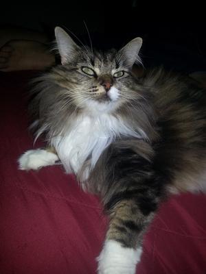 Jasmine