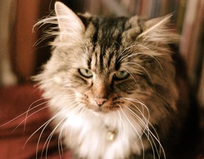 Jasper