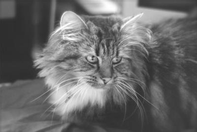 Jasper