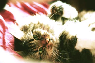 Jasper