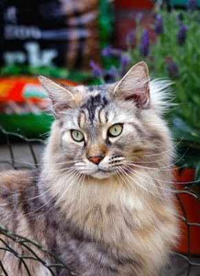 Jasper