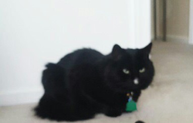Jasper
