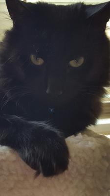 Jasper
