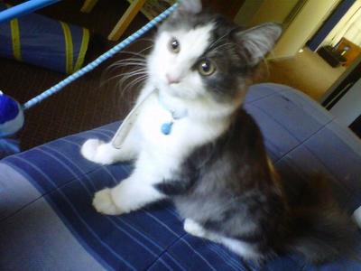 Jassper