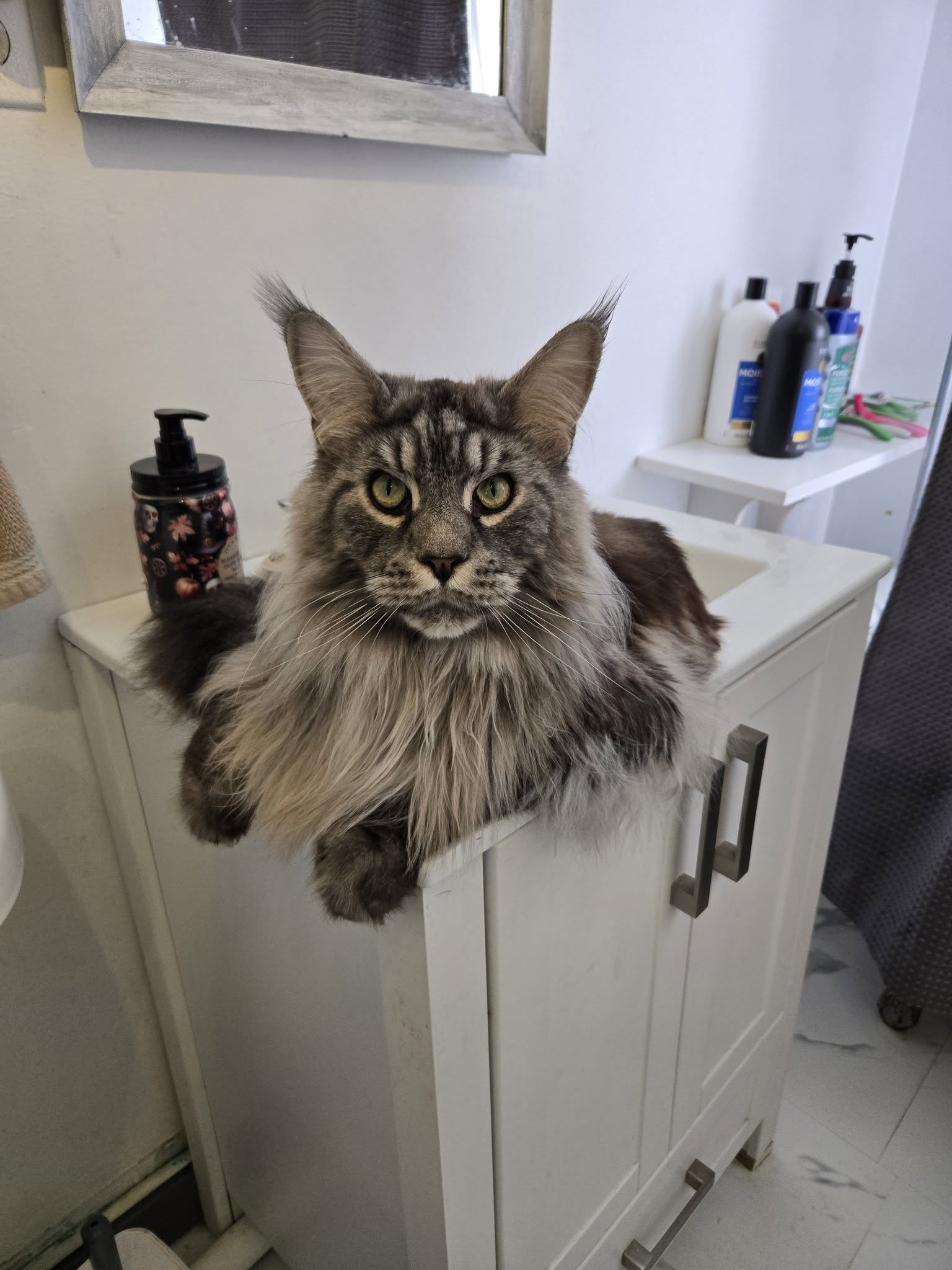 Brown tabby Maine Coon sitting in a bathroom sink with its paws over the edge.
