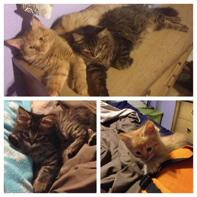 Jaxx and Jazz