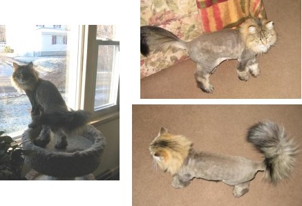 brown tabby maine coon cat with a lion cut