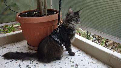 Jeronimo
