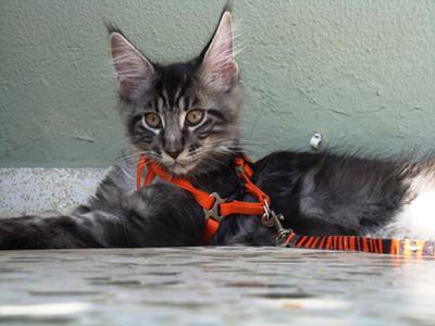 Jeronimo