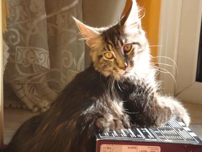 Jeronimo