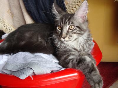 Jeronimo