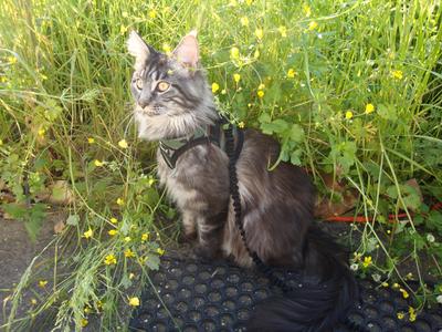 Jeronimo