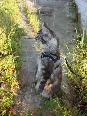Jeronimo
