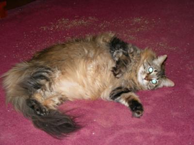 Jesse! jesse and his catnip