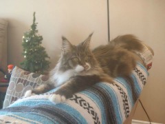 classic tabby with white laying on the back of a couch.