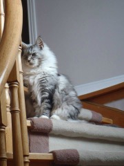 fluffy silver tabby girl posing on a staricase.